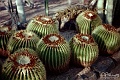 Barrel Cactus